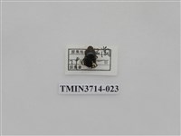 藏品(金龜子科)的圖片